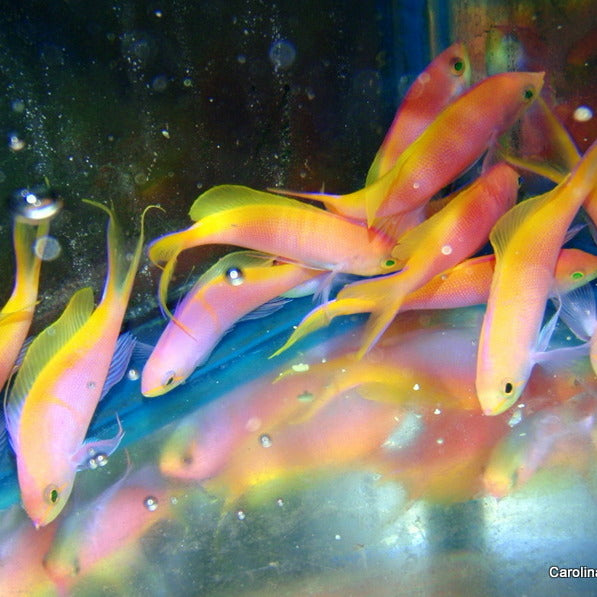 Anthias - Bartletts