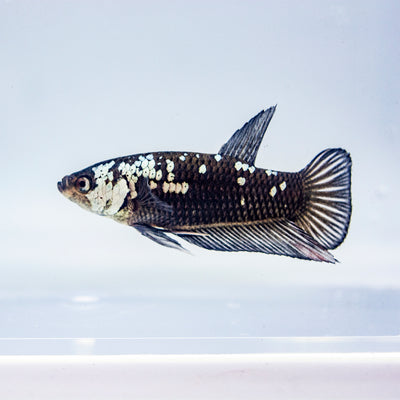 Betta - Black Samurai Plakat