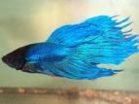 Betta - Male