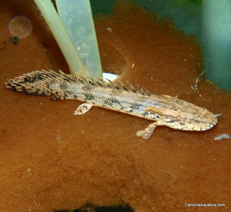 Misc - Bichir Endlicheri 3in.