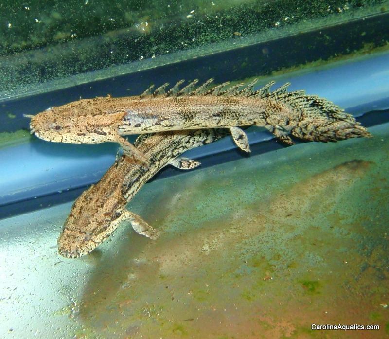 Misc - Bichir Endlicheri 3in.