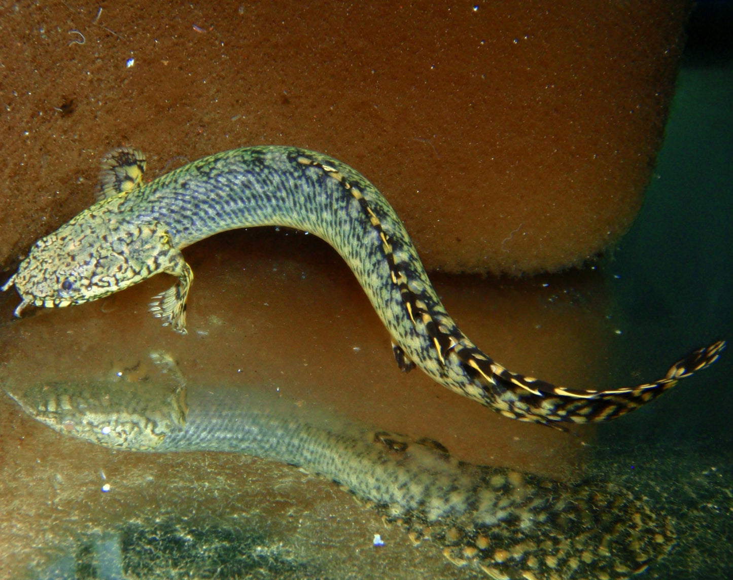 Misc - Bichir Ornate Wild JBO