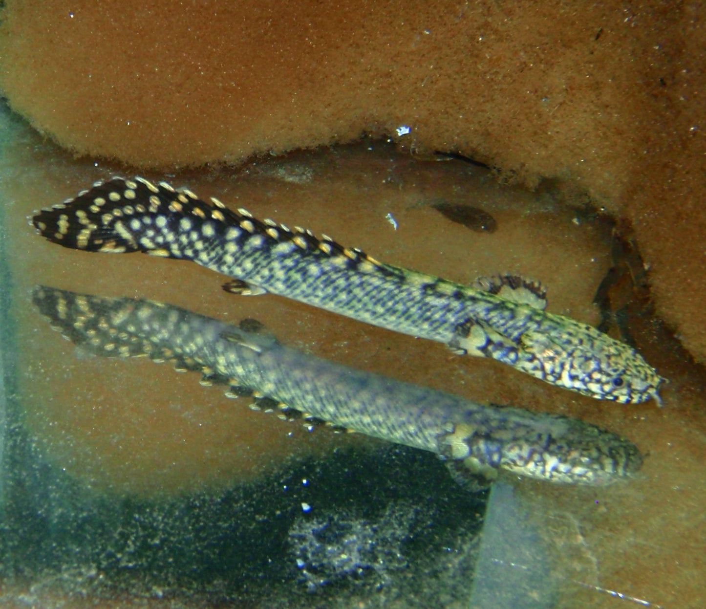 Misc - Bichir Ornate Wild JBO