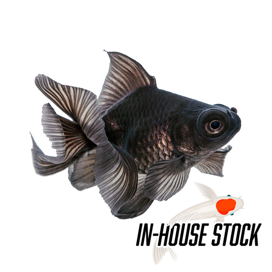 Goldfish - Moor Black Imported