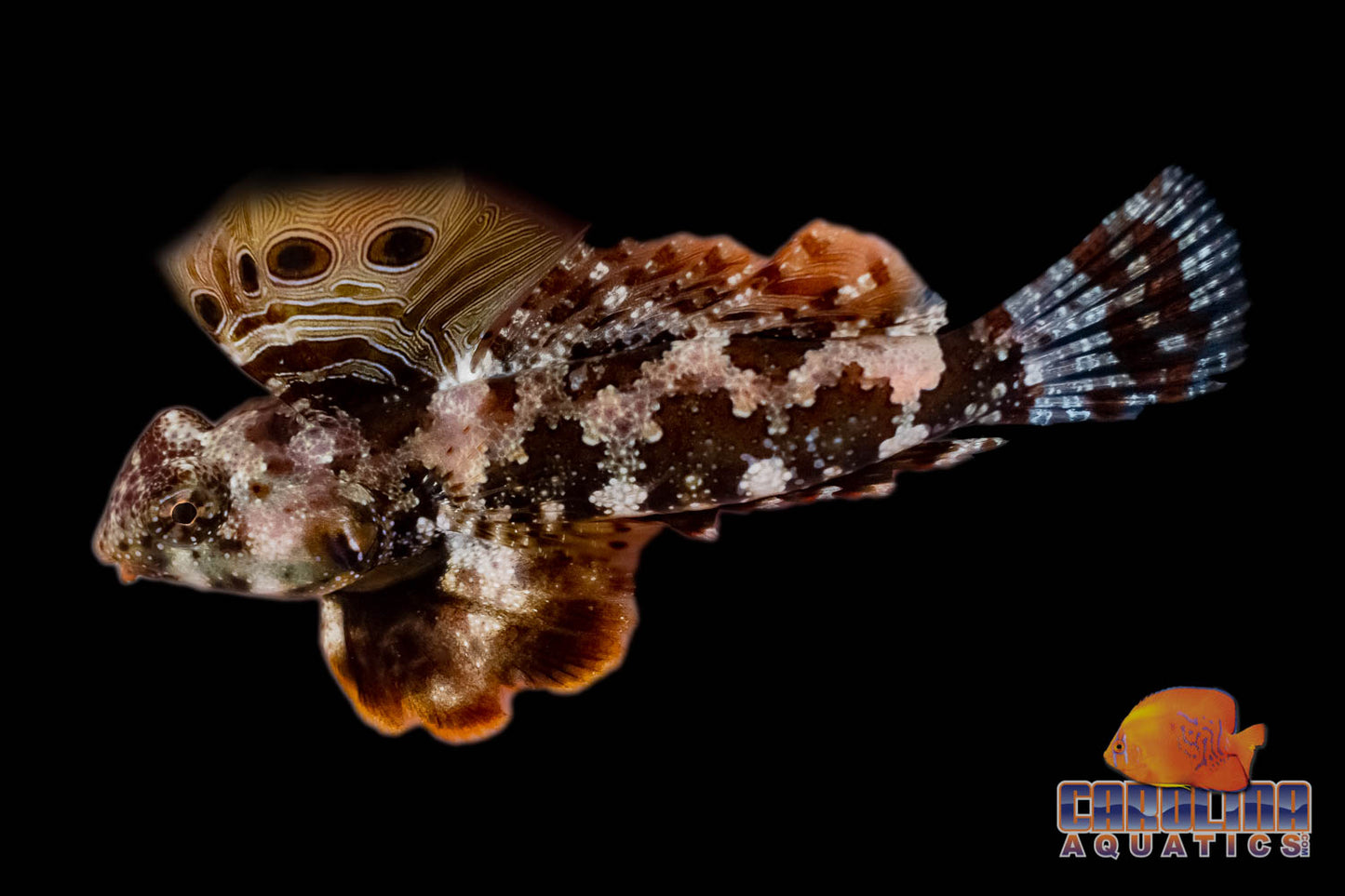 Blenny - Scooter Lg