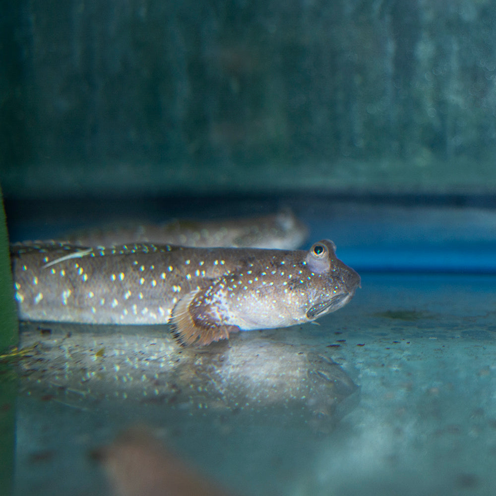 Mudskipper - Blue Dragon Lg