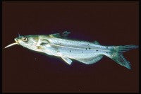 Catfish - Channel Blue 3-4in