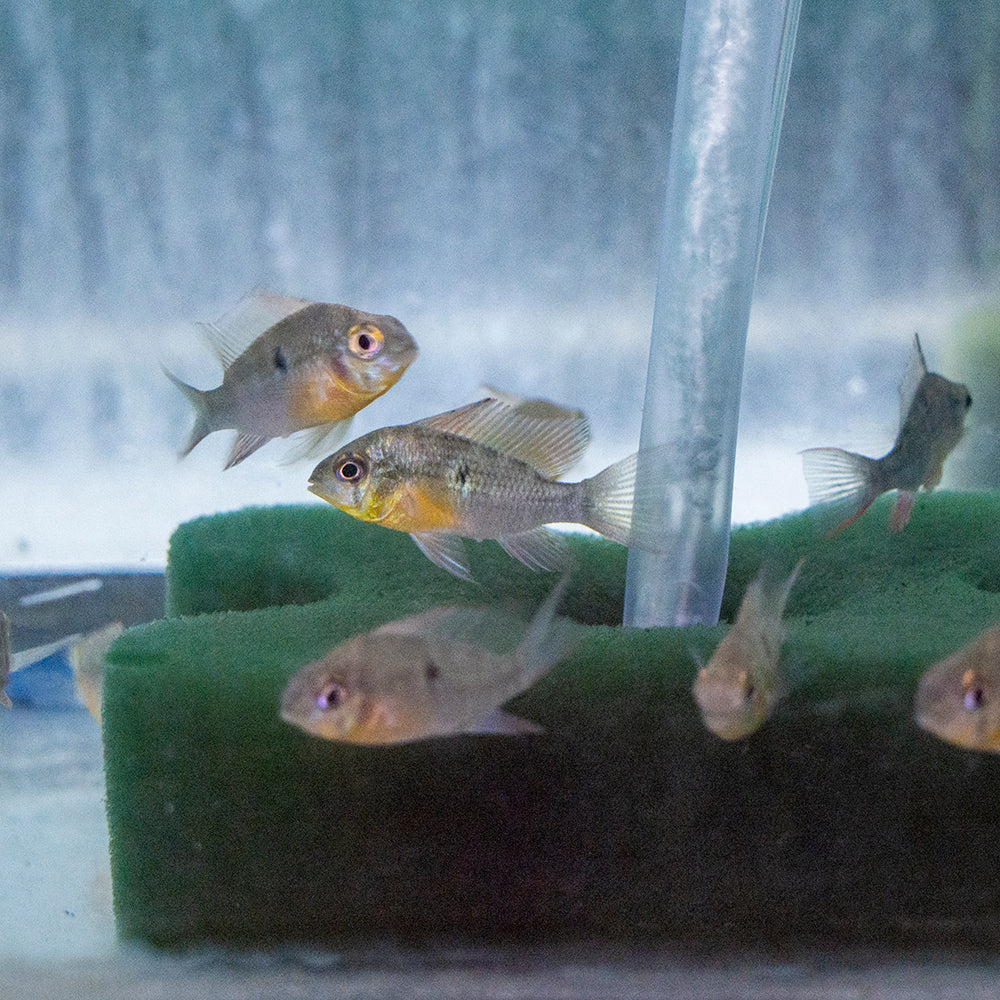 Cichlid - Ram Bolivian Lg