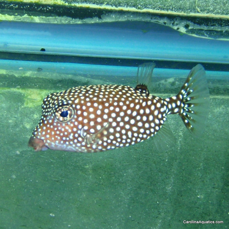 Boxfish - Black Spotted Tiny