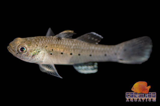 Brackish - Goby Knight