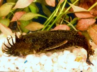 Pleco - Bushynose Med