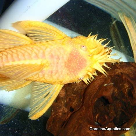 Pleco - Bushynose Albino Sml