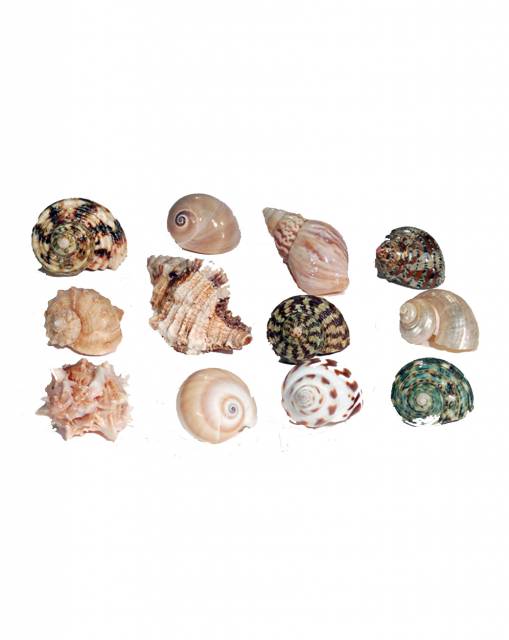 Shells - Small/Med (pkg of 3)