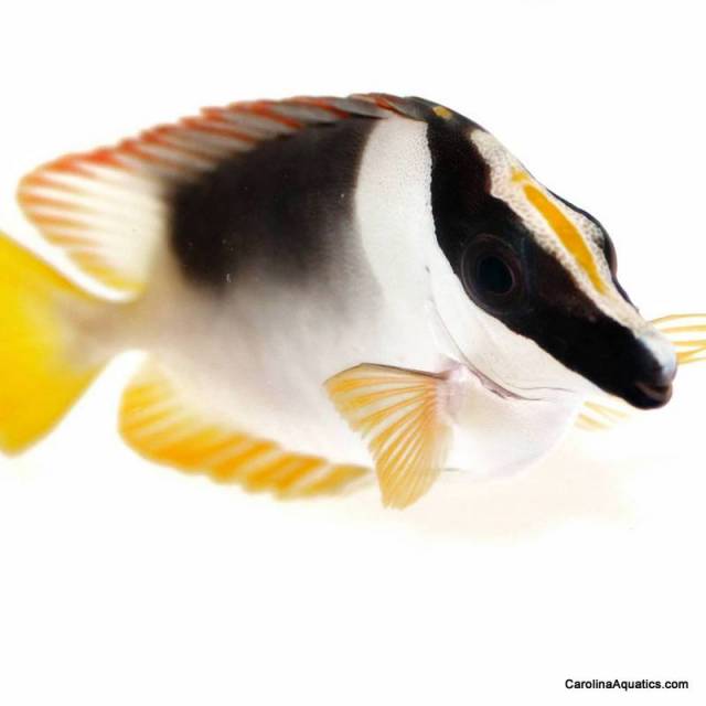 Foxface - Magnificent Md
