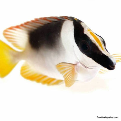 Foxface - Magnificent Md