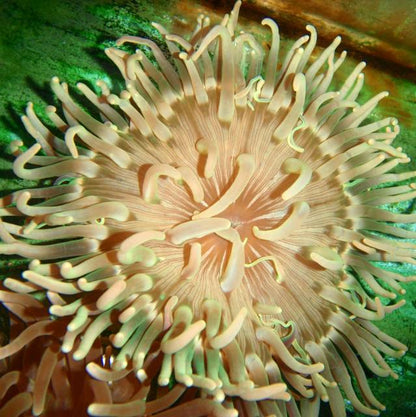 Anemone - Long Tentacle