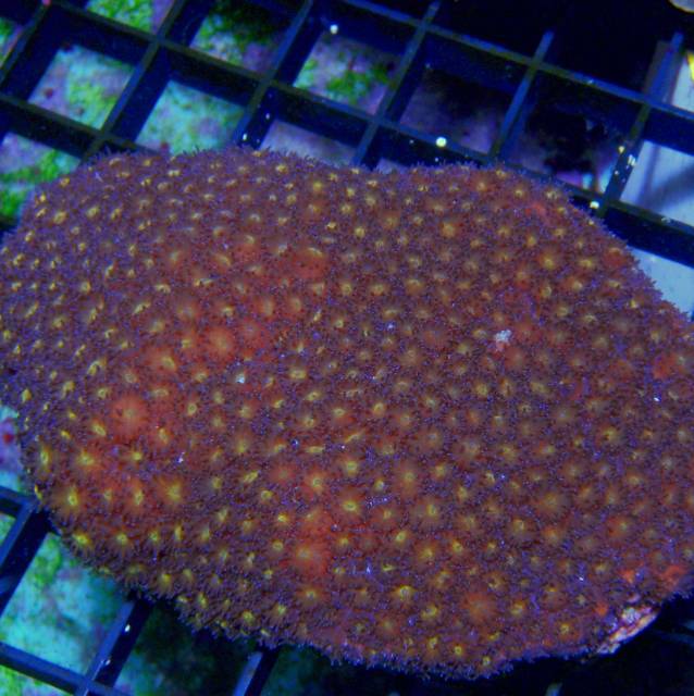 Australian - Leptastrea Orange Sm – Carolina Aquatics