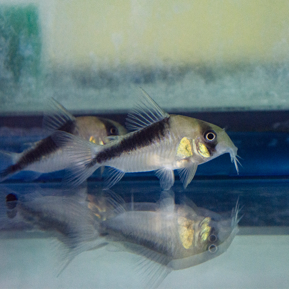 Cory - Mitu Lg CW106