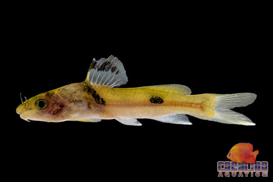 Catfish - Burmese Batasio 3in