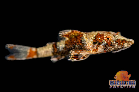 Catfish - Otocinclus Bumblebee