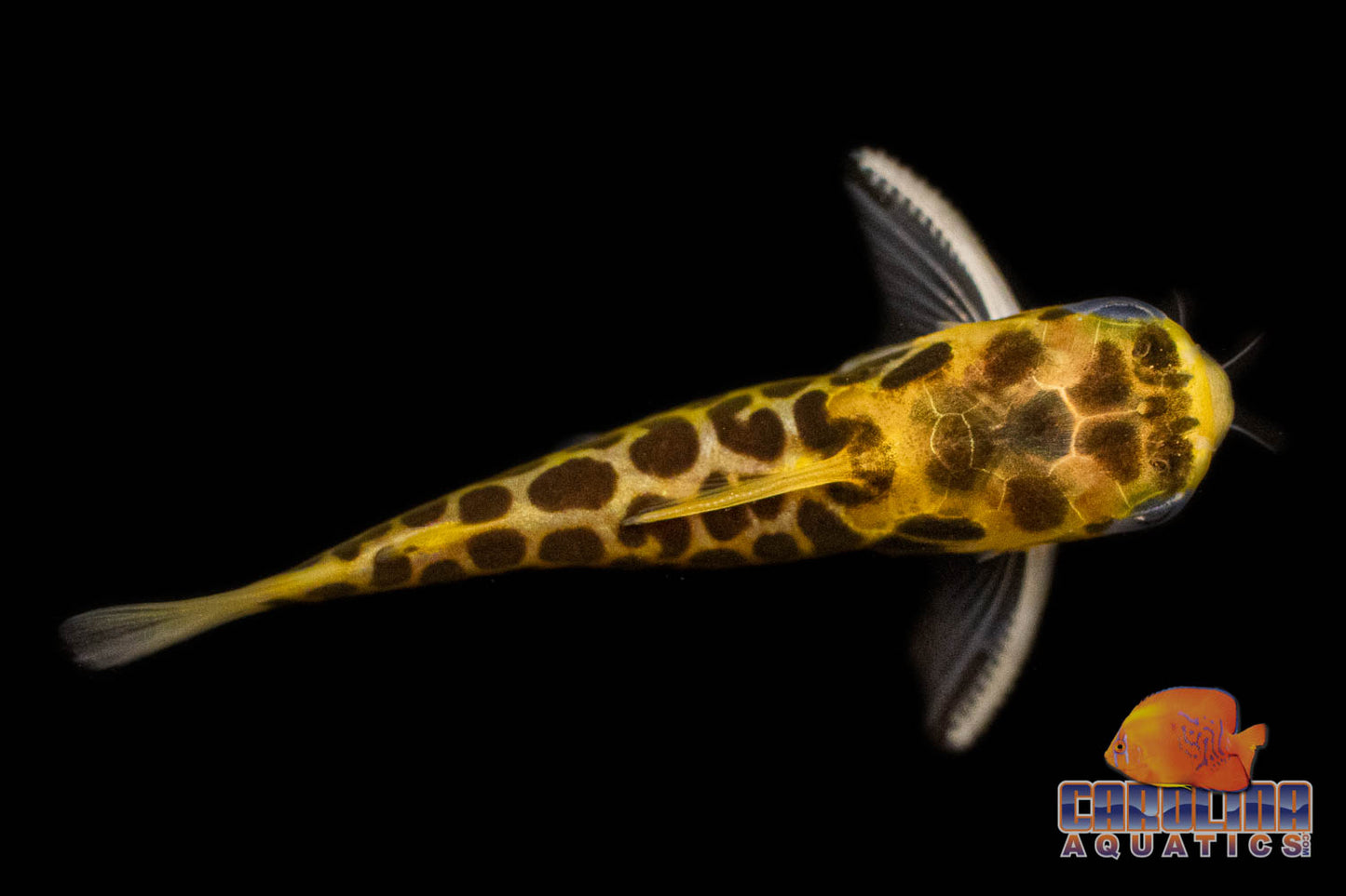 Catfish - Honeycomb Wood