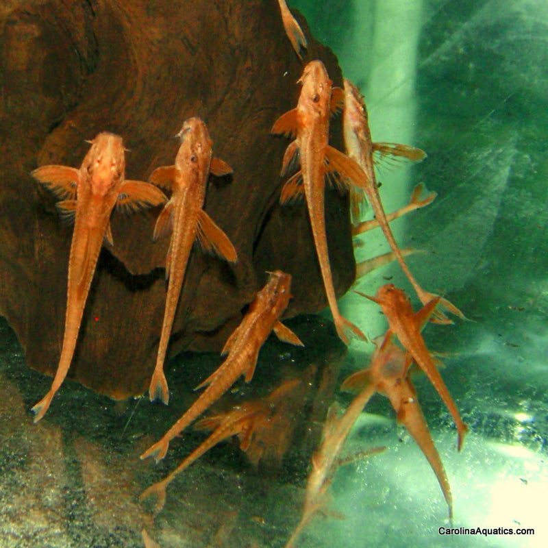 Catfish - Whiptail Red Lizard 1.5in – Carolina Aquatics