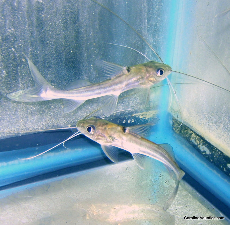 Catfish - Pimelodella 4 Line