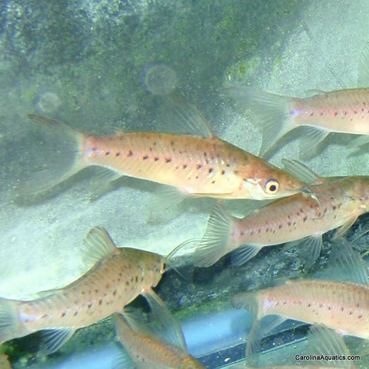 Catfish - Porthole 2in