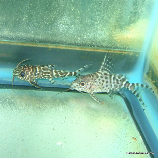 Catfish - Syno Eupterus 1in