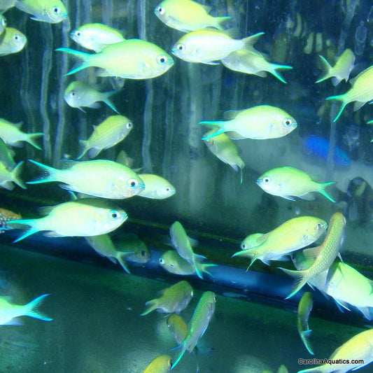 Chromis - Green