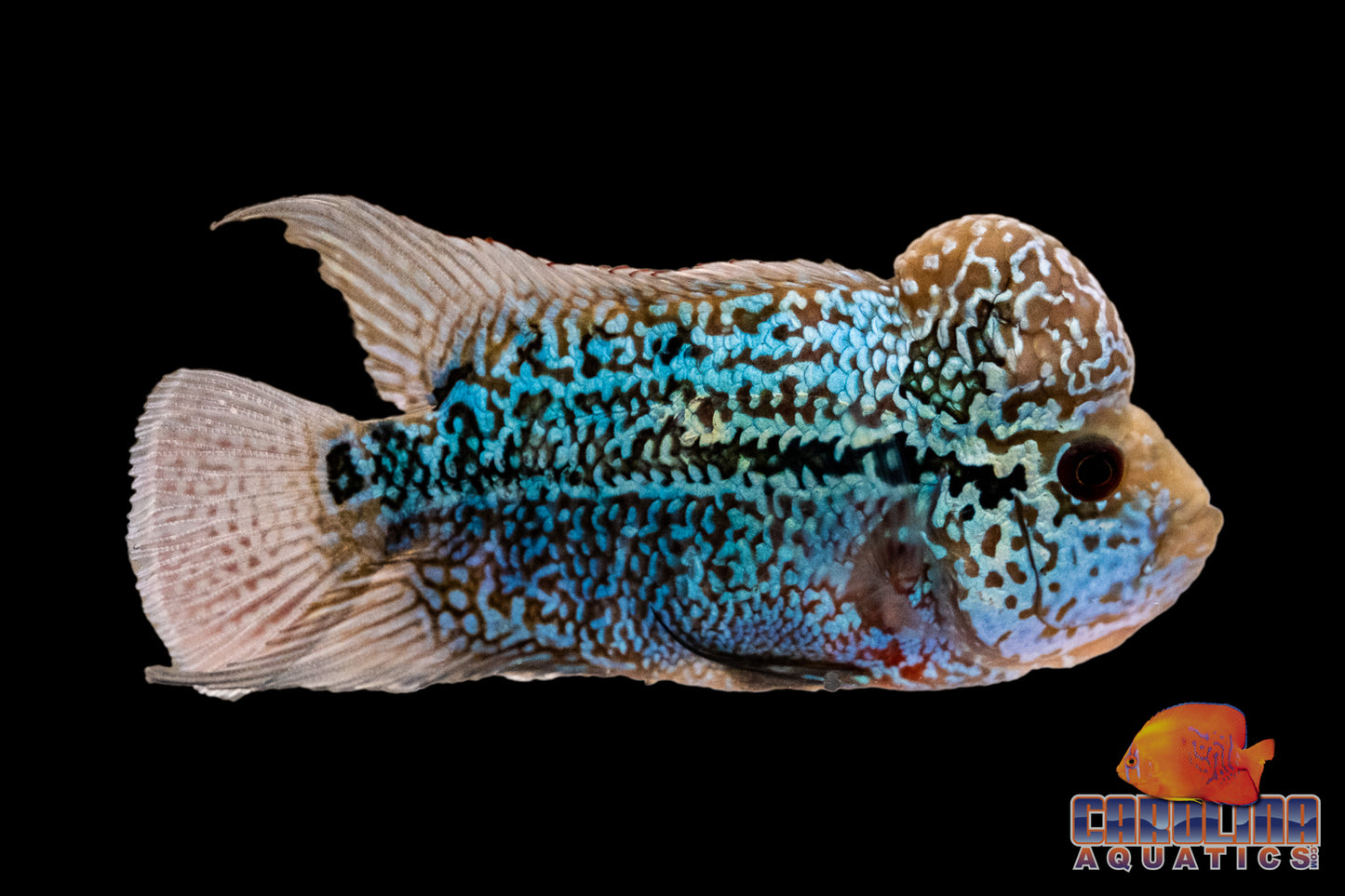 Cichlid - Flowerhorn Humphead A Grade Pattern 3.5-4in.