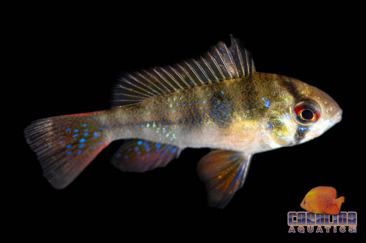 Cichlid - Ram German Sml