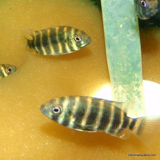 African - Buettikoferi 2in