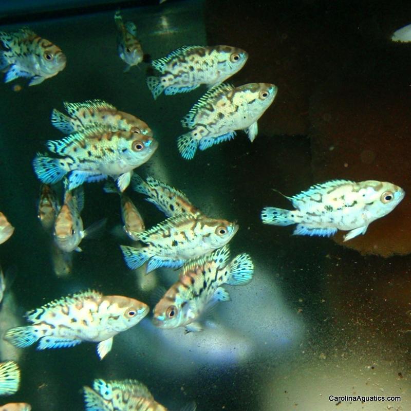 Cichlid - Jack Dempsey Electric Blue Lg
