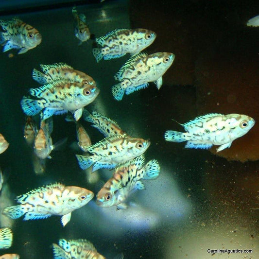 Cichlid - Jack Dempsey Electric Blue Lg