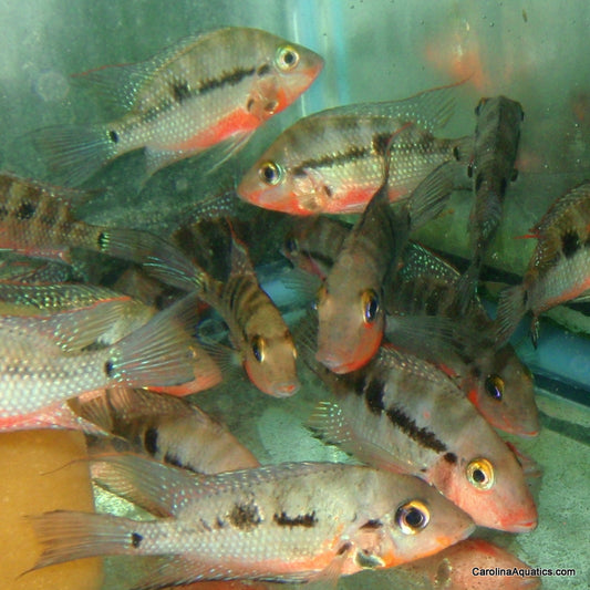 Cichlid - Firemouth Med