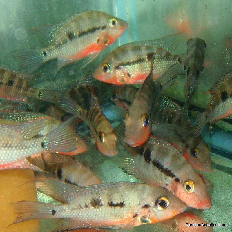 Cichlid - Firemouth Lg