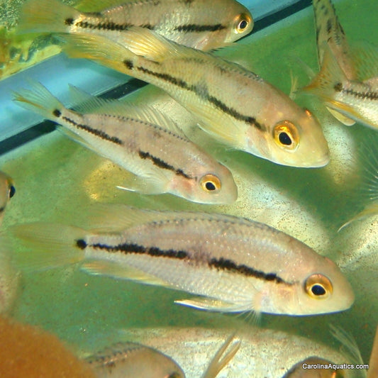 Cichlid - Nicaraguense (Macaw)