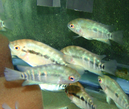 Cichlid - Rainbow 2-2.5in