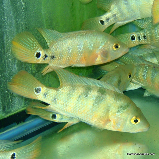 Cichlid - Terror Red T.R. 1.5-2in