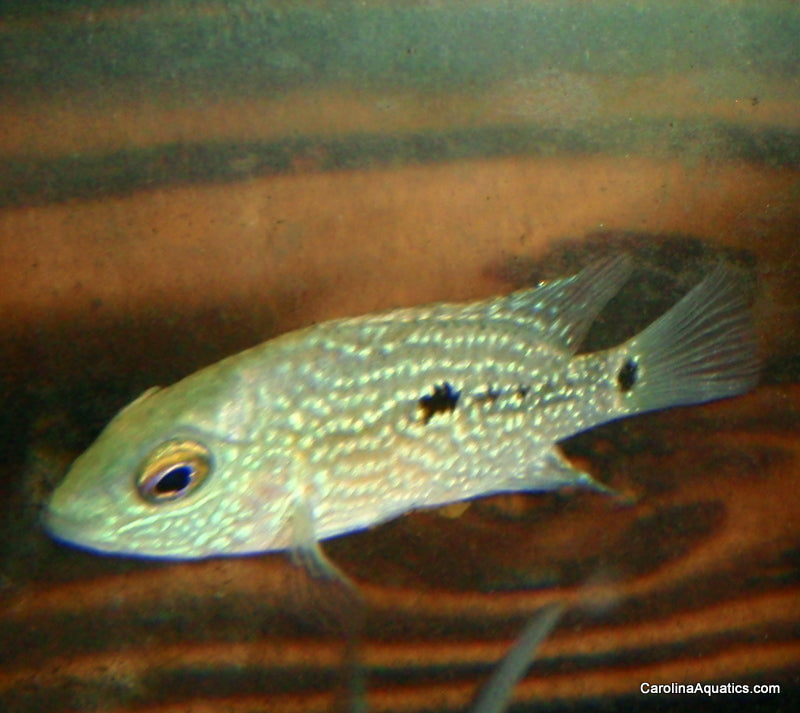 Cichlid - Texas