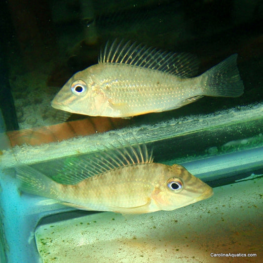 Cichlid - Jurupari Eartheater 1.5-2in