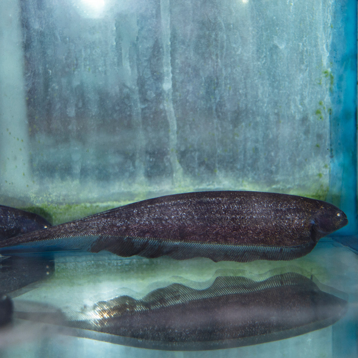 Misc - Knife Clouded Ghost