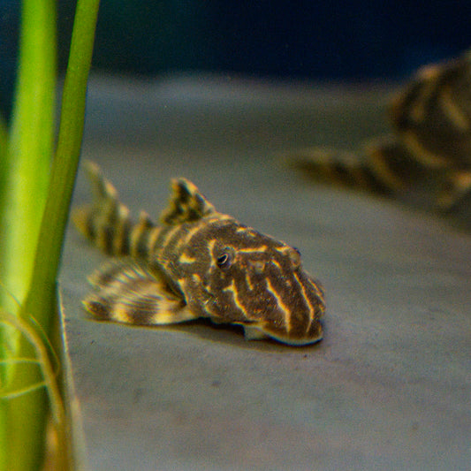 Pleco - Clown