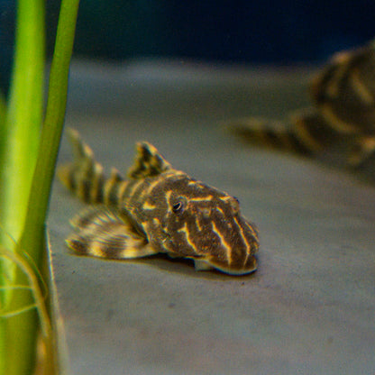 Pleco - Clown