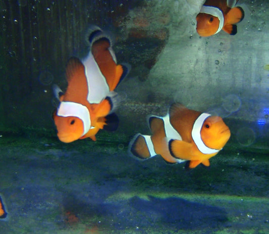 Clown - Ocellaris Wild