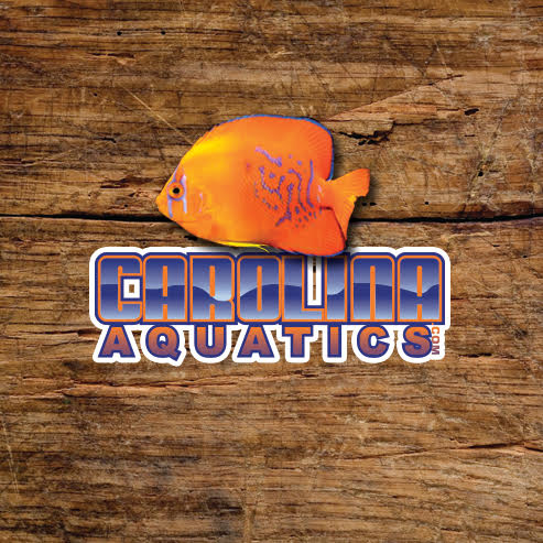 Cichlid - Apistogramma Two Stripe