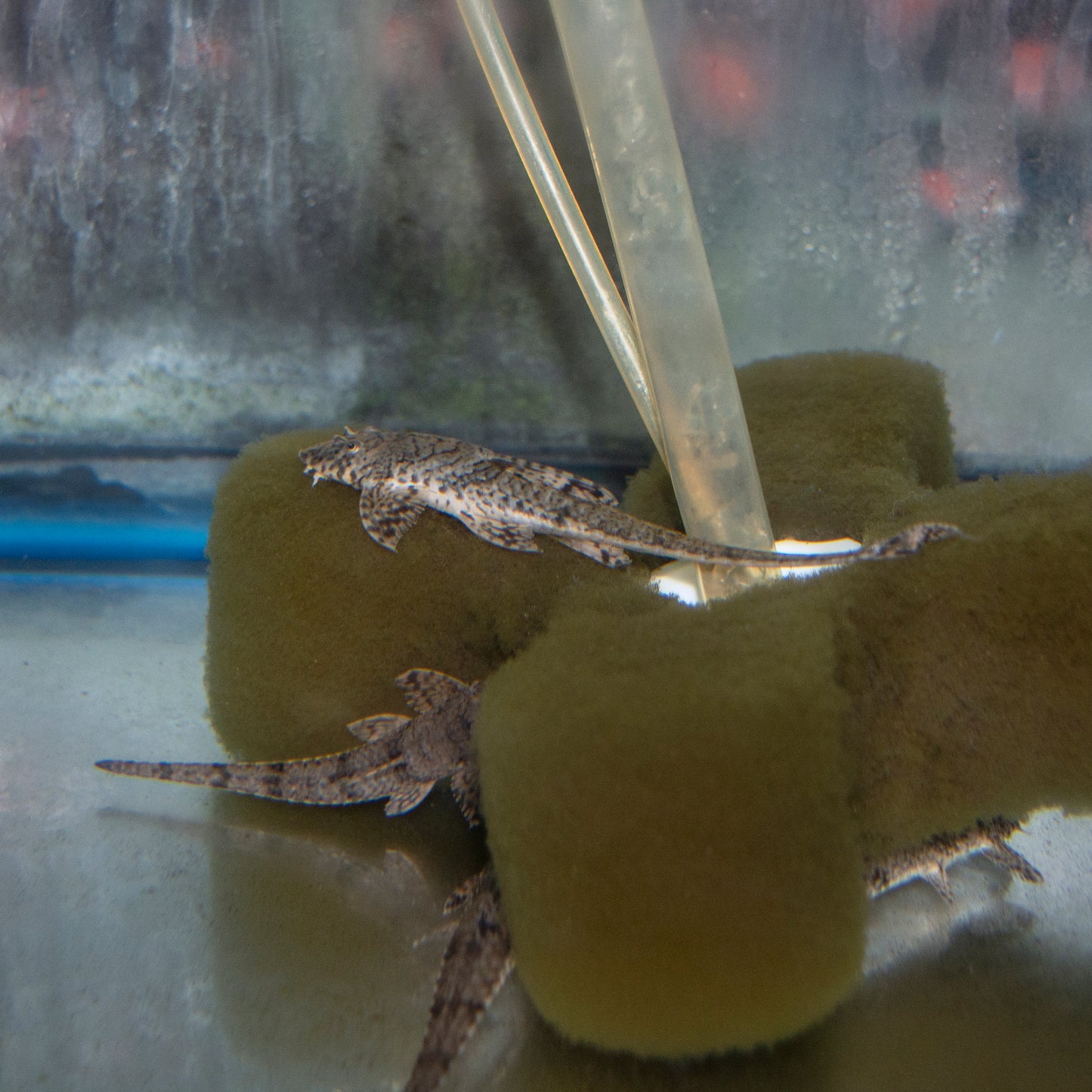 Catfish - Common Whiptail M/L