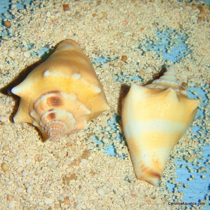 Conch - Fighting