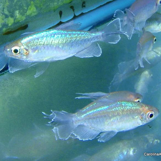 Tetra - Congo Male XL